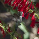 Costas Hummingbird
